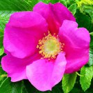 Rosa Rugosa Rubra Red Japanese Rose 5 Seeds