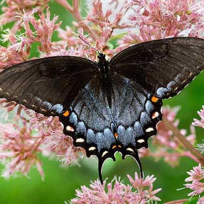 Eutrochium Maculatum Joe Pye Weed 200 Seeds