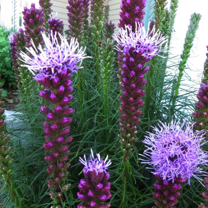 Liatris Spicata Gayfeather Marsh Blazing Star 100 Seeds