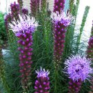 Liatris Spicata Gayfeather Marsh Blazing Star 100 Seeds