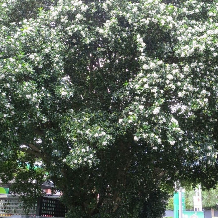 Murraya Paniculata Tall Variety Mock Orange Jasmine Satinwood 10 Seeds