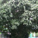 Murraya Paniculata Tall Variety Mock Orange Jasmine Satinwood 10 Seeds