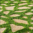 Dichondra Micrantha Asian Ponysfoot Lawn Leaf 100 Seeds