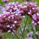 Verbena Bonariensis Purpletop Tall Vervain Clustertop 100 Seeds