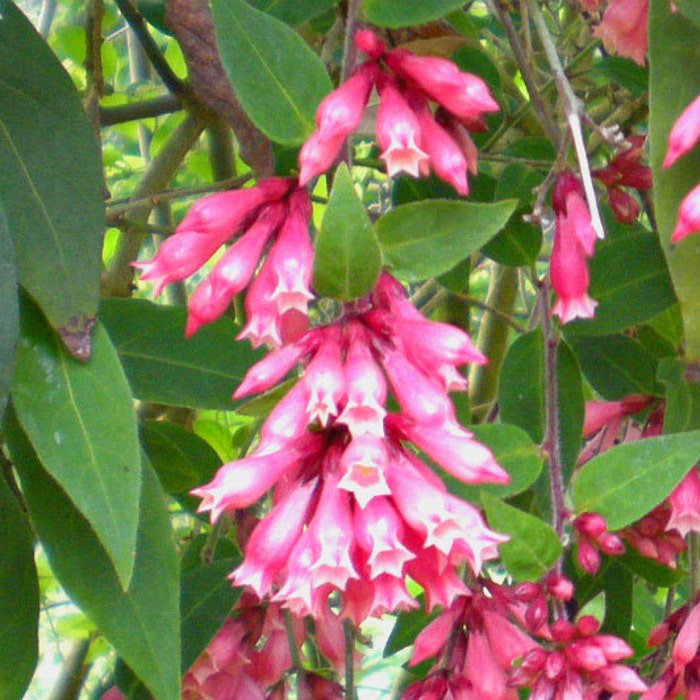 Cestrum Elegans Smithii Pink Cestrum 10 Seeds