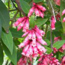 Cestrum Elegans Smithii Pink Cestrum 10 Seeds