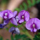 Swainsona Galegifolia Smooth Darling Pea 50 Seeds