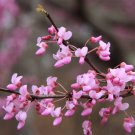 Cercis Canadensis Eastern Redbud 5 Seeds