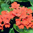 Cordia Sebestena Siricote Kopte Geiger Tree Geranium Anaconda 5 Seeds