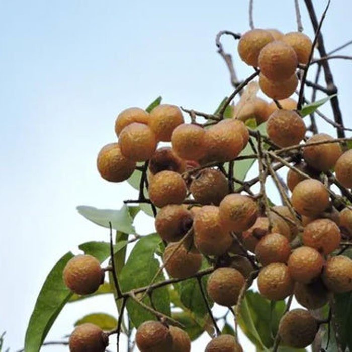 Sapindus Mukorossi Indian & Chinese Soapberry Washnut 5 Seeds