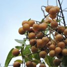 Sapindus Mukorossi Indian & Chinese Soapberry Washnut 5 Seeds