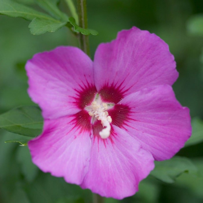 Hibiscus Syriacus Violet Satin Rose Of Sharon 10 Seeds
