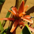 Musa Aurantiaca 20 Seeds
