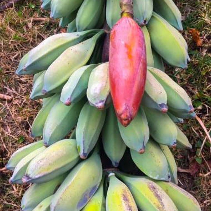 Musa Nagensium Hongii 5 Seeds