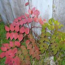Aralia Spinosa Hercules Club Devils Walking Stick 10 Seeds