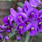 Hardenbergia Comptoniana 10 Seeds