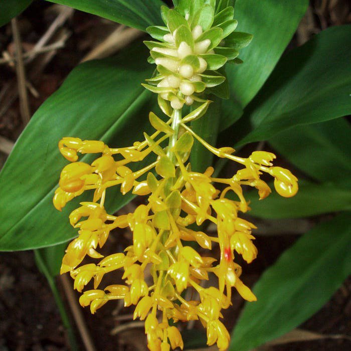 Globba Schomburgkii Dancing Girl Ginger 10 Seeds