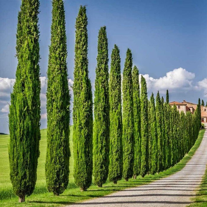 Cupressus Sempervirens Italian & Tuscan Cypress Pencil Pine 10 Seeds