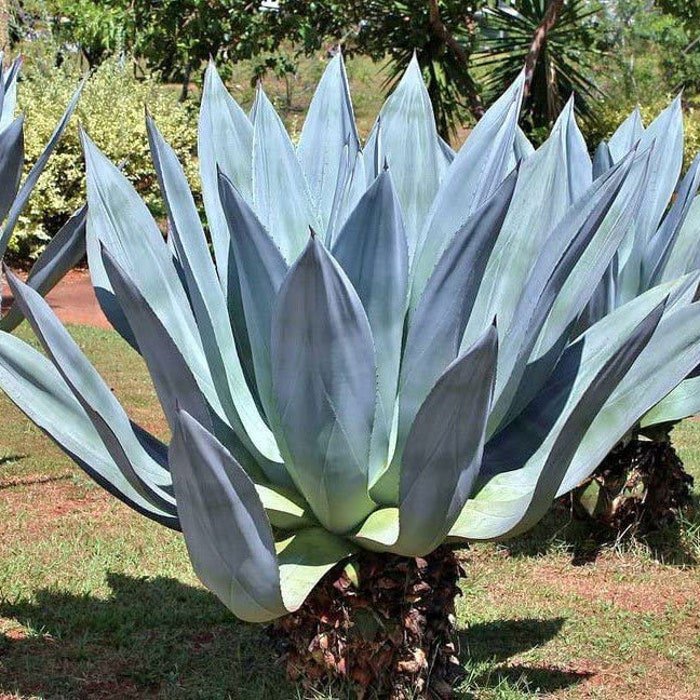 Agave Americana Sentry Or Century Plant Maguey American Aloe 10 Seeds