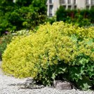 Alchemilla Epipsila Dwarf Ladys Mantle 100 Seeds