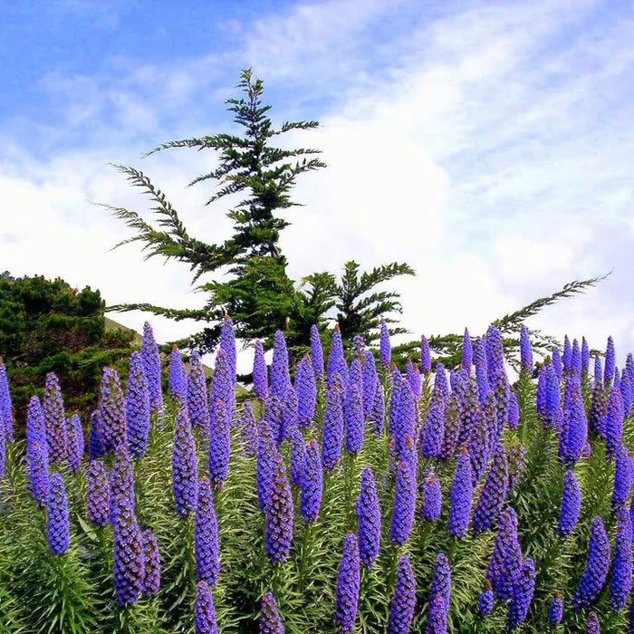 Echium Candicans E. Fastuosum Pride Of Madeira 20 Seeds