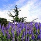Echium Candicans E. Fastuosum Pride Of Madeira 20 Seeds