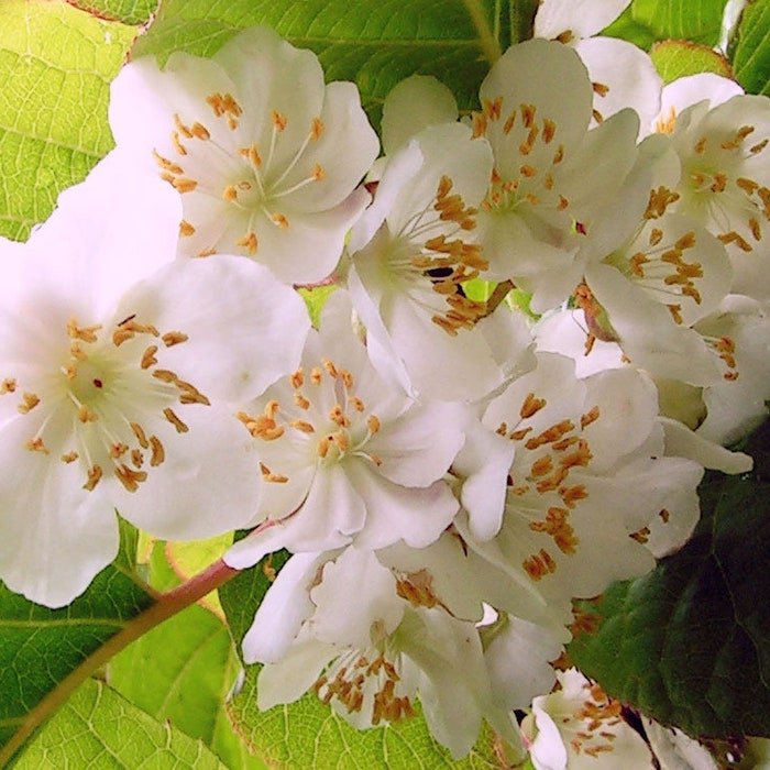 Actinidia Kolomikta Arctic Beauty Kiwi Vine 10 Seeds