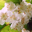 Actinidia Kolomikta Arctic Beauty Kiwi Vine 10 Seeds