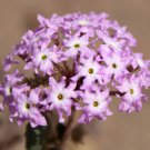 Abronia Villosa Desert Sand Verbena 10 Seeds