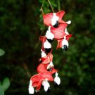 Pithecellobium Dulce Madras Thorn Manilla Tamarind Camachile 5 Seeds