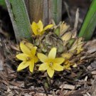 Curculigo Capitulata Palm Grass Whale Back 100 Seeds