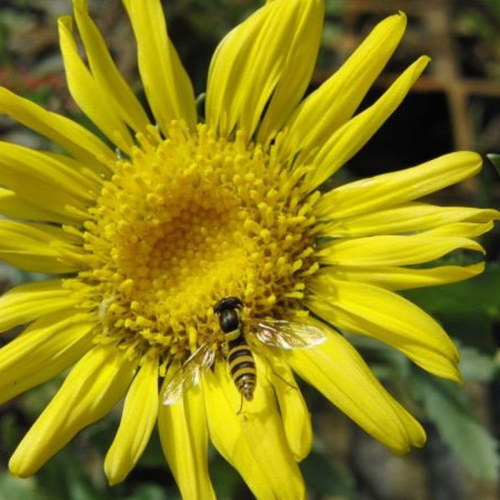 Grindelia Squarrosa Curly-Cup & Curly Top Gumweed Rosin Weed 20 Seeds
