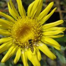 Grindelia Squarrosa Curly-Cup & Curly Top Gumweed Rosin Weed 20 Seeds