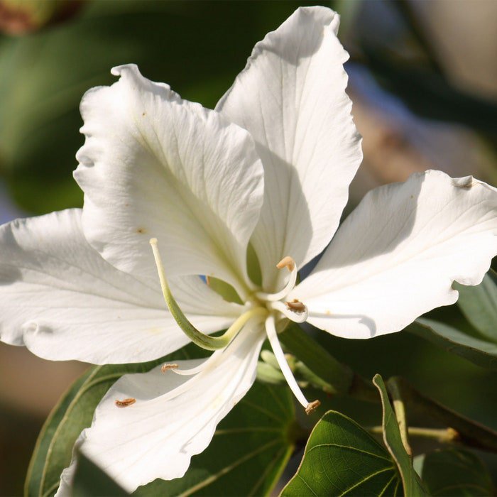 Bauhinia Variegata Candida Variegated Orchid White Mountain Ebony 5 Seeds
