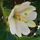 Passiflora Mathewsii Alba 10 Seeds