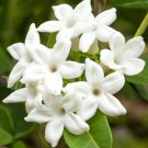 Stephanotis Floribunda Madagascar Jasmine Waxflower 5 Seeds