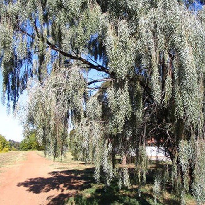 Acacia Pendula Silver Leaf Boree Weeping Myall Nilyah 5 Seeds