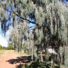 Acacia Pendula Silver Leaf Boree Weeping Myall Nilyah 5 Seeds