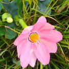 Passiflora Coactilis Tauso 5 Seeds