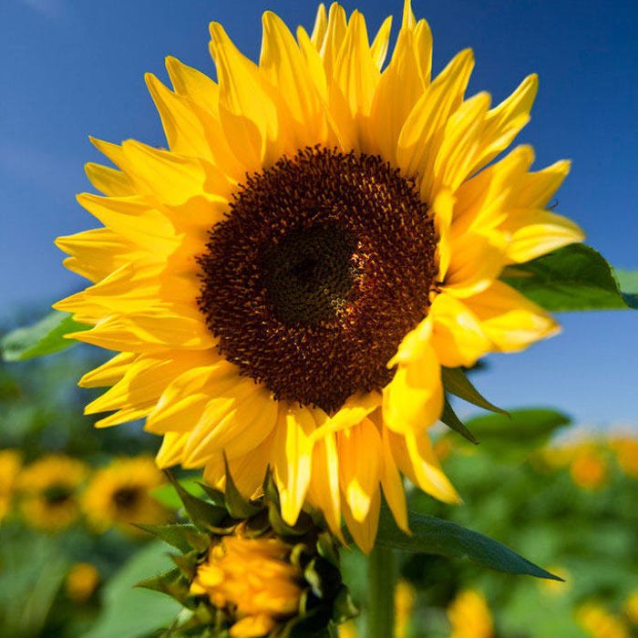 Helianthus Annuus Common Sunflower 50 Seeds