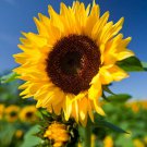 Helianthus Annuus Common Sunflower 50 Seeds