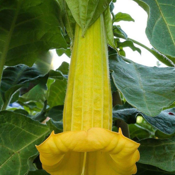 Brugmansia Sanguinea Aurea 5 Seeds