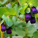 Cerinthe Major Purpurascens Honeywort Blue Shrimp 5 Seeds