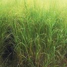 Panicum Virgatum Cave In Rock 200 Seeds