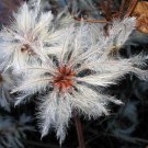 Clematis Vitalba Travellers Joy Old Mans Beard 20 Seeds