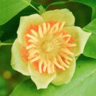 Liriodendron Tulipifera Tulip Poplar Tree Whitewood Fiddletree 10 Seeds