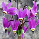 Dodecatheon Amethystinum Amethyst Shooting Star 20 Seeds