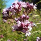 Origanum Vulgare Hirtum Greek Oregano 200 Seeds