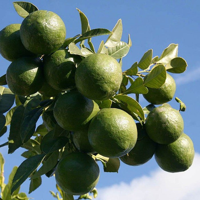 Citrus Macroptera Shatkora Hatkhora Ginger Lime Wild Orange 10 Seeds