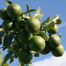 Citrus Macroptera Shatkora Hatkhora Ginger Lime Wild Orange 10 Seeds